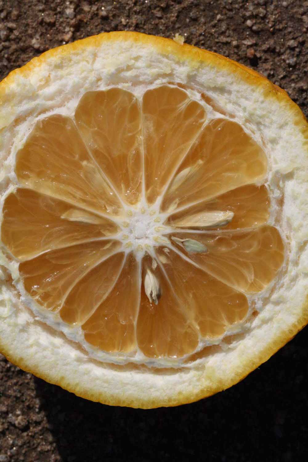              Fruit cross-section (Riverside, CA)       